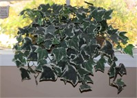 Silk ivy in wicker planter 29"W X 23"L