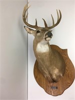 Buck Deer Mount 1