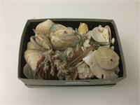 Box of Shells