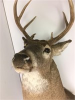 Buck Deer Mount 2