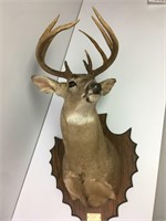 Buck Deer Mount 3