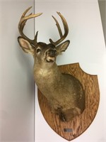 Buck Deer Mount 4