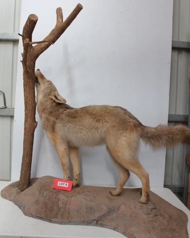 Taxidermy, Antiques, Meat Processing & More Online Auction
