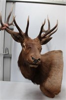 Bull Elk, 6x6, Left Turn, Heavy Antlers