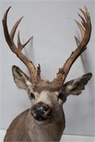 Mule Deer, 7x7 with kickers, heavy gnarly antlers