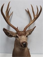 Mule Deer, 5x6 with small brow tines