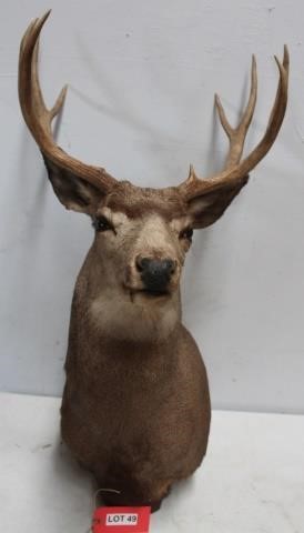 Taxidermy, Antiques, Meat Processing & More Online Auction