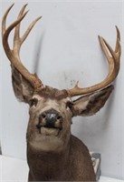 Mule Deer, 5x5 Heavy Antlers with kicker