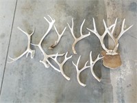Crate Full Of Bleached Antlers