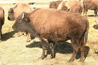 Wild Winds Buffalo Preserve, 1st Production Auction
