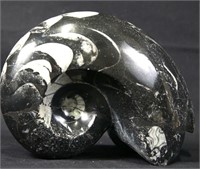 POLISHED AMMONITE FOSSIL