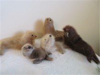 Grouping of seal fur seals