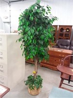 Ficus decorative tree