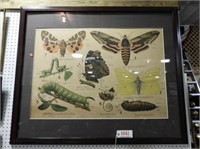 Lot #642 - Framed educational print of stages