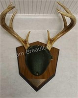 8 point whitetail deer mounted antlers