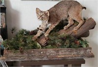 Mounted Bobcat with Display Stand