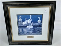 FRAMED BANK OF SWANS PRINT BY ROBERT BATEMAN