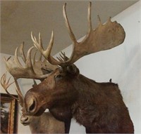 A Large Male Moose mount