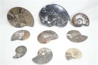 Nine Fossilized Ammonite Specimens