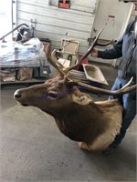 Elk mount