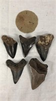 Fossil Shark Teeth & Sand Dollar