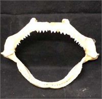 11" Shark Jaw Bones Mouth Teeth
