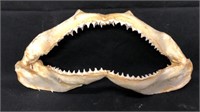16" Shark Jaw Bones Mouth Teeth