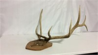 Elk antlers