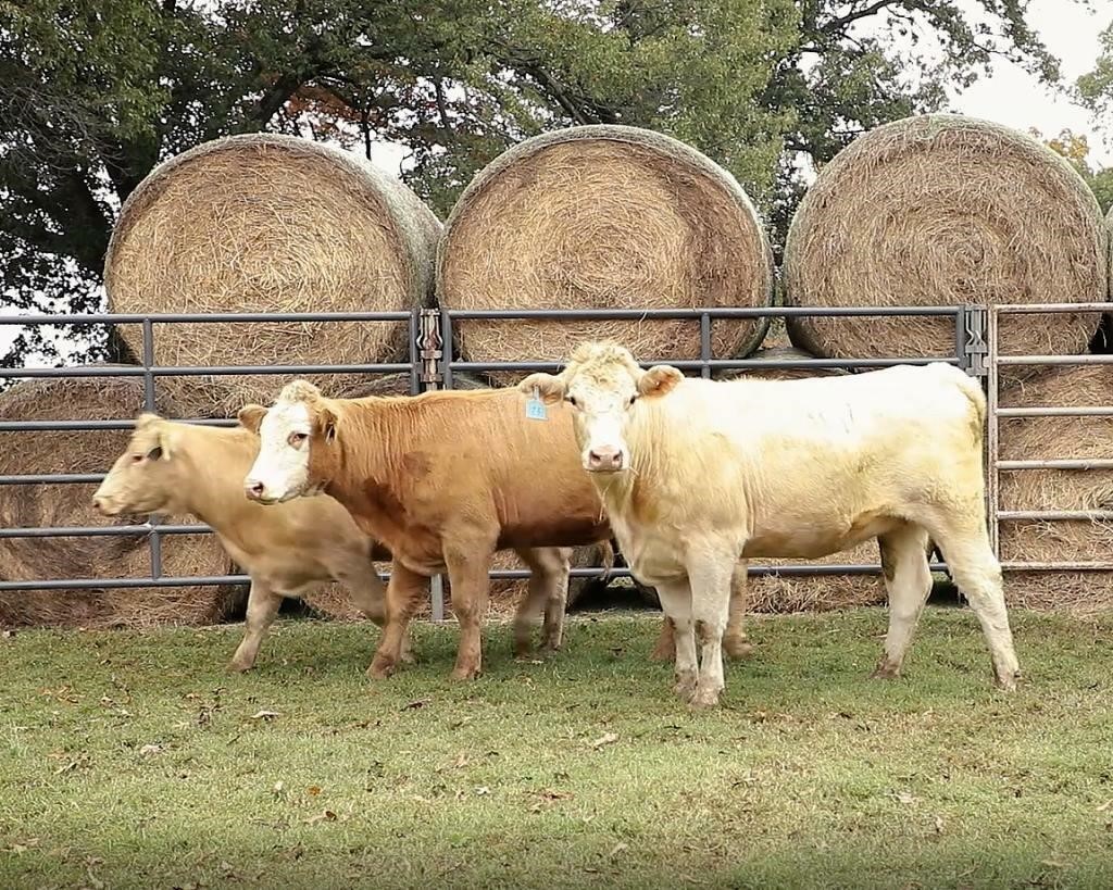Northwest TN Cattleman's Association Replacement Heifer Sale
