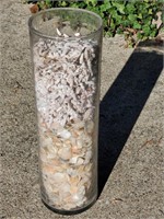 Shells in glass cylinder