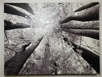 Large Looking Up To Trees Print On Canvas