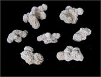 Collection of Desert Rose Selenite Clusters