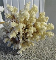 Coral 8" T