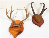 2 sets mounted antlers
