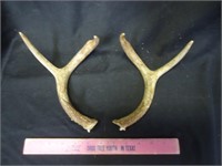 Deer antlers