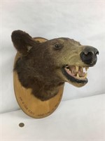 Tête d'ours naturalisé 1949 Argyle Manitoba