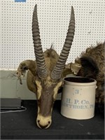 African antelope mount "as is"