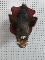 Wild boar mount