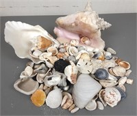She Sells Seashells Collection