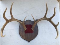 12-point Mounted Antler Trophy