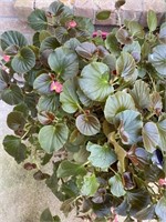 Lot Of 4 Potted Begonias And Table