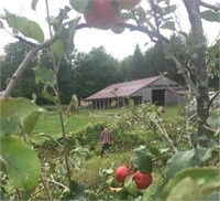 A Short Walking Tour of Heartwood Farm & Cidery