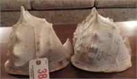 Pair of large Conch shells