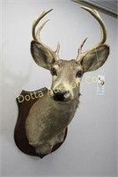 8 POINT JERSEY WHITE TAIL SHOULDER MOUNT: