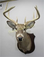 8 POINT JERSEY WHITE TAIL SHOULDER MOUNT: