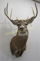 8 POINT JERSEY WHITE TAIL SHOULDER MOUNT: