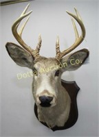 8 POINT JERSEY WHITE TAIL SHOULDER MOUNT: