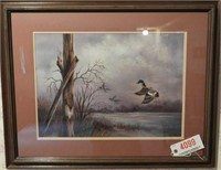 Framed print of watercolor of flying wood duck