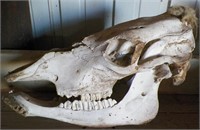 Large Cow Skull