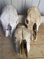 Cow Skulls, (3) Smaller